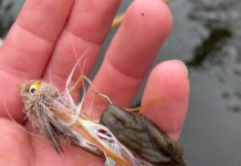 ‘Rock snot’ algae threatens Michigan’s prized freshwater trout streams