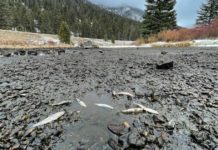 Workers repair failed gate that stranded trout in Montana’s Madison River | Outdoors