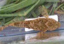 STREAM OF CONSCIOUSNESS: Behold the Sculpin | Stream of Consciousness