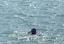 Diver rescues cherished fly rod from reservoir’s depths | State and Regional