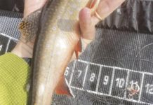 North Country Angling: Year in review and resolutions | Fishing