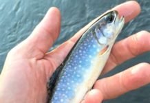 DEO: The Year Ahead | News Dakota