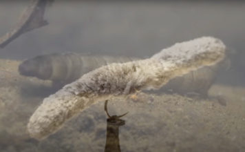 Video: How to Tie the Double Mop Fly