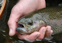 To beat the angling blues, find the rainbow on these area waters