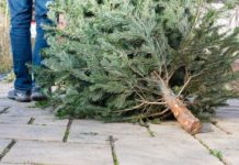 Rhode Island DEM Collecting Christmas Trees For River Habitats