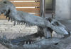 Japanese Researchers Discover Giant Crocodile Dinosaur Fossil Near Laramie