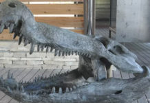 Japanese Researchers Discover Giant Crocodile Dinosaur Fossil Near Laramie