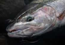 A Winter’s Hope: How to Hone Your Steelhead Skills in Times of Poor Returns