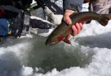 Salomone: The ice has arrived