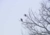 Eagles spotted at Des Moines and Raccoon rivers