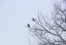 Eagles spotted at Des Moines and Raccoon rivers