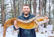 New State Record Cusk Landed in New Hampshire