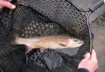 Classic Pro Tips: 8 Must-Have Flies for Winter Fishing