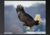 An ‘eagle eye’: Here are tips for capturing great photos of the bald eagles in the Quad-Cities | Local News