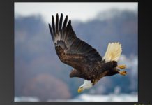 An ‘eagle eye’: Here are tips for capturing great photos of the bald eagles in the Quad-Cities | Local News