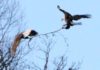 DAVIS COLUMN: Eagles in tree tops, clear sky and near open water | Recreation