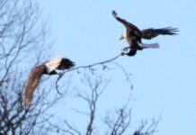 DAVIS COLUMN: Eagles in tree tops, clear sky and near open water | Recreation
