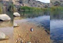 White pelicans not plunge diving at Dixon