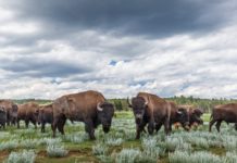 Sustainable American Safari: Vermejo, a Ted Turner Reserve