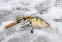 Bluegills, yellow perch kick off ice fishing season: NE Ohio fishing report