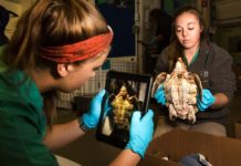 Why the most endangered sea turtle is getting an airlift