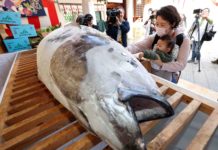 Correct Practices That Can Lead to Tuna’s Overfishing, Extinction