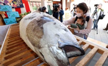 Correct Practices That Can Lead to Tuna’s Overfishing, Extinction