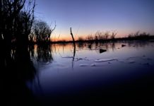 Dodging ducks required at Hampton’s Reservoir