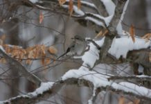 Frigid temps, Northern Shrike encounters and fishing derbies –