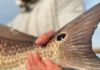 Fly Fishing for Bull Redfish in Louisiana