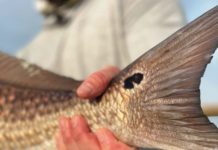 Fly Fishing for Bull Redfish in Louisiana