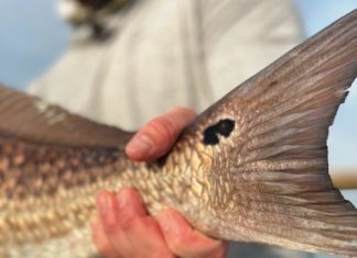 Fly Fishing for Bull Redfish in Louisiana