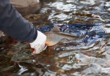 Fishy resolutions | Hatch Magazine