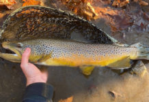 Why You Should Take a Trip to the South Fork Holston River at the Buller Fish Cultural Station