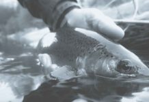 Small stream sisu | Hatch Magazine