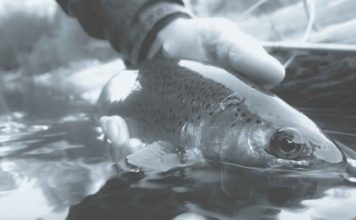 Small stream sisu | Hatch Magazine