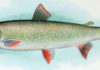 Fish Facts: Dolly Varden (Salvelinus malma)