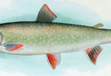 Fish Facts: Dolly Varden (Salvelinus malma)