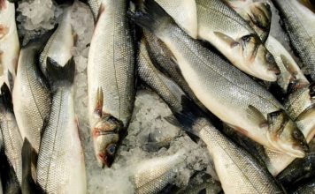 Texas Town Experiences Fish Raining From the Sky