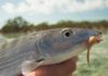 Pro Tips: Tom’s 5 Tips for Preparing for a Bonefish Trip