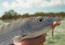Pro Tips: Tom’s 5 Tips for Preparing for a Bonefish Trip