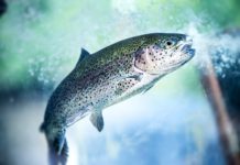 Out in our West’s beautiful public lands is where life lessons can be learned | Columns & Letters | Spokane | The Pacific Northwest Inlander