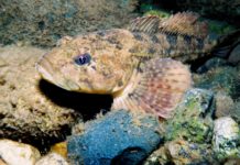Fish Facts: Sculpins (genus Cottus)