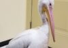 Oconomowoc wildlife center seeks fish for rescued pelican
