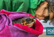 These Turtles Fly South for Winter