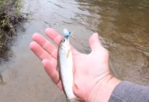 Video Pro Tips: Do You Really Have to Match the Hatch?