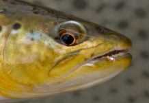 Pro Tips: How to Fish Midge Patterns in Winter