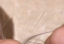Video: How to Find Hackle Fibers for Tails
