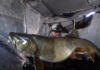 Ice Fisherman Pulls Up A Massive Lake Trout The Size Of A Shark