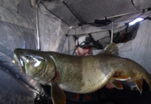 Ice Fisherman Pulls Up A Massive Lake Trout The Size Of A Shark